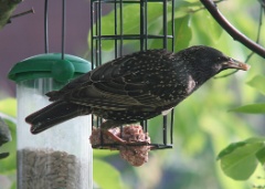 20160609 Starling